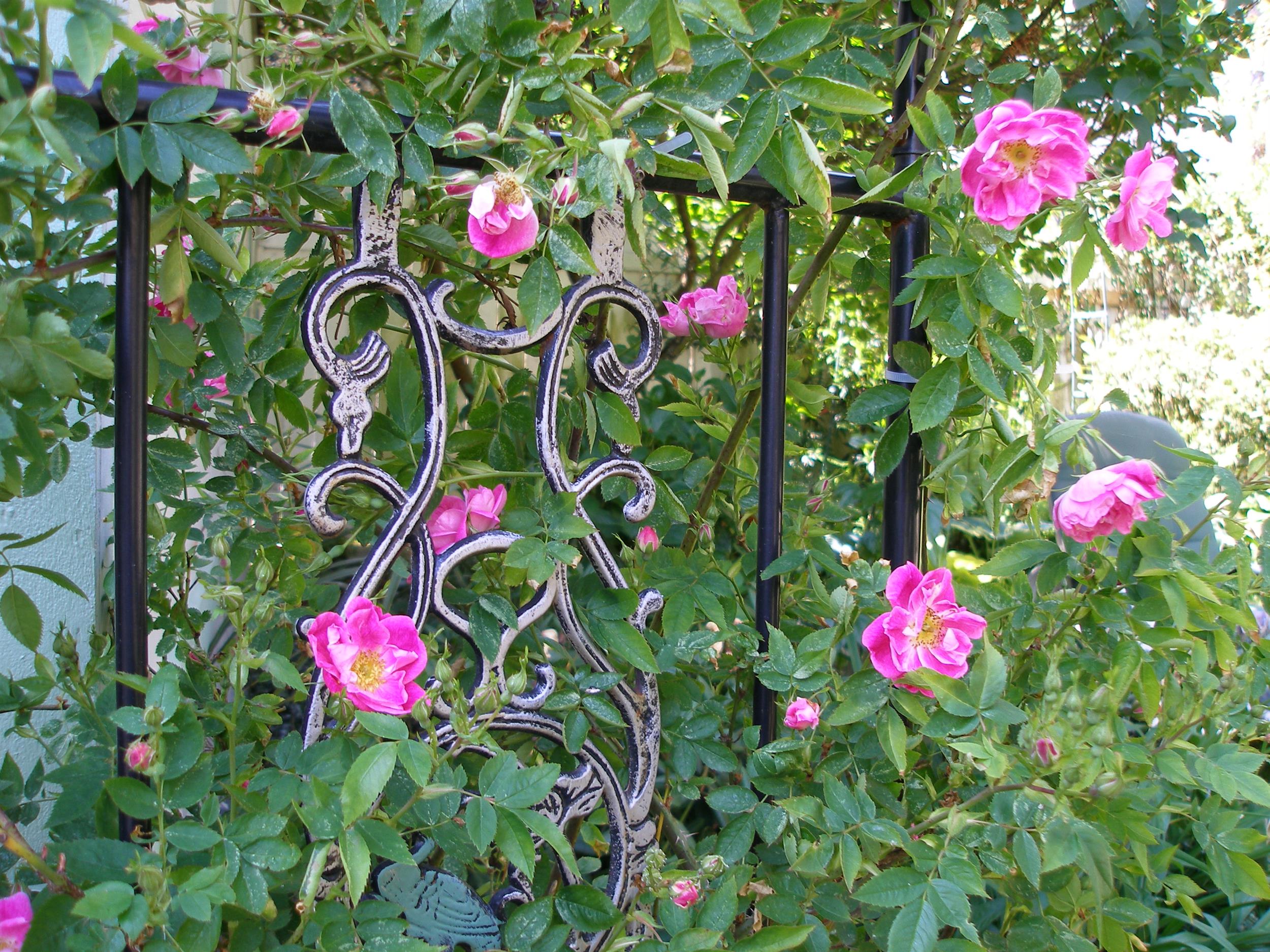 Rose Gate
