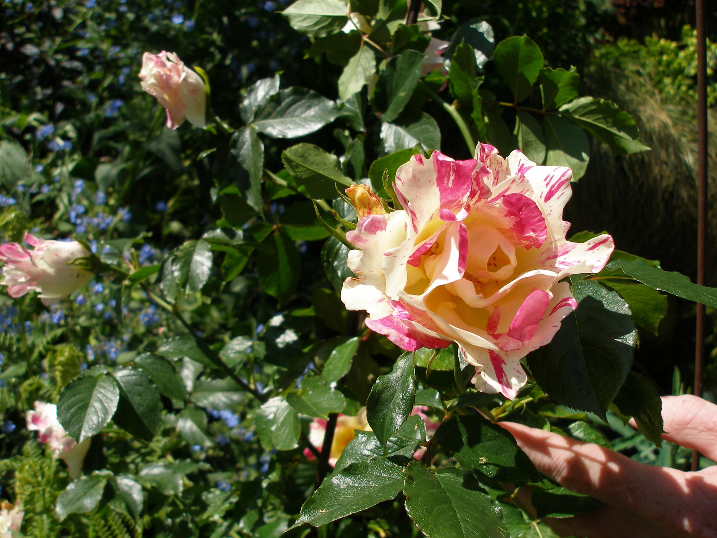 Rose Bloom.jpg
